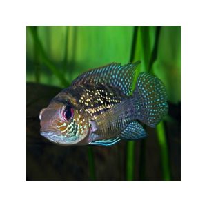 Aequidens pulcher latifrons