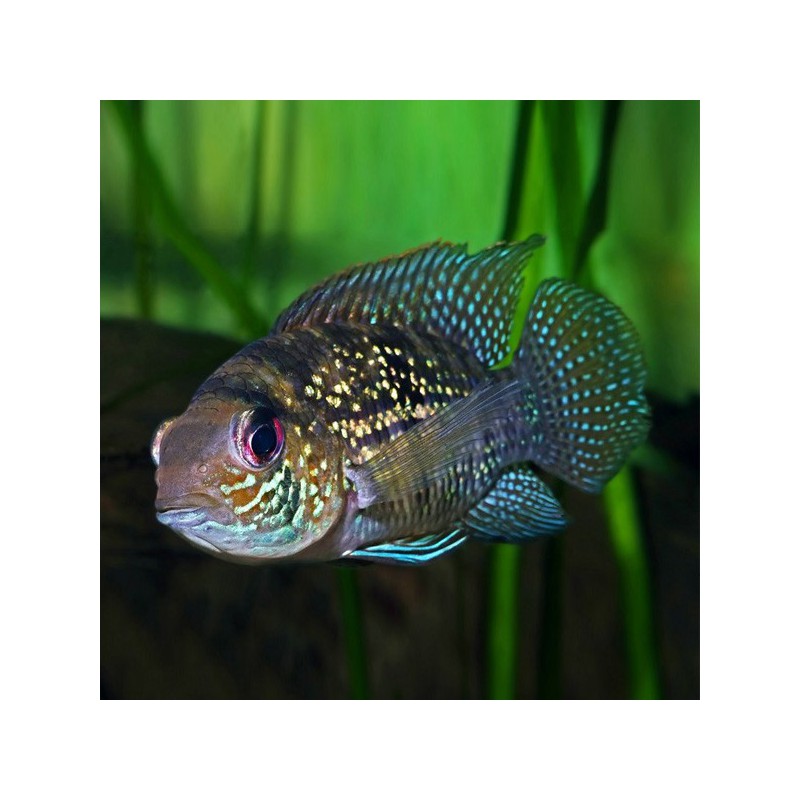 Aequidens pulcher latifrons