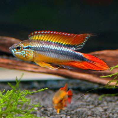 Apistogramma agassizi double red ( coppia ) - immagine 2