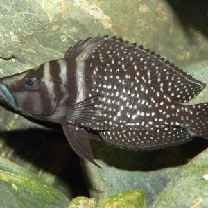 Altolamprologus calvus