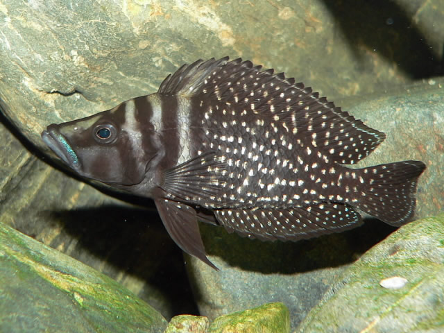 Altolamprologus calvus
