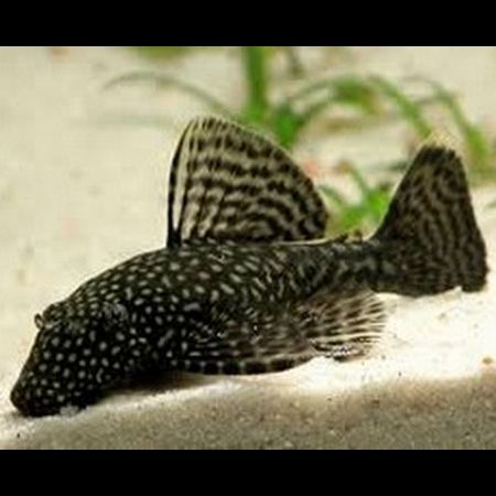 Ancistrus sp. - immagine 2