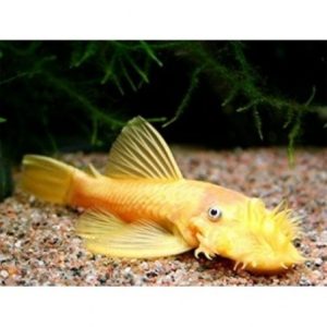 Ancistrus sp. gold