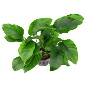 Anubias barteri 