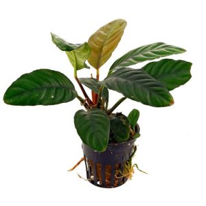 Anubias coffeifolia