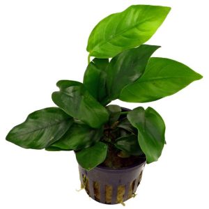 Anubias barteri nana
