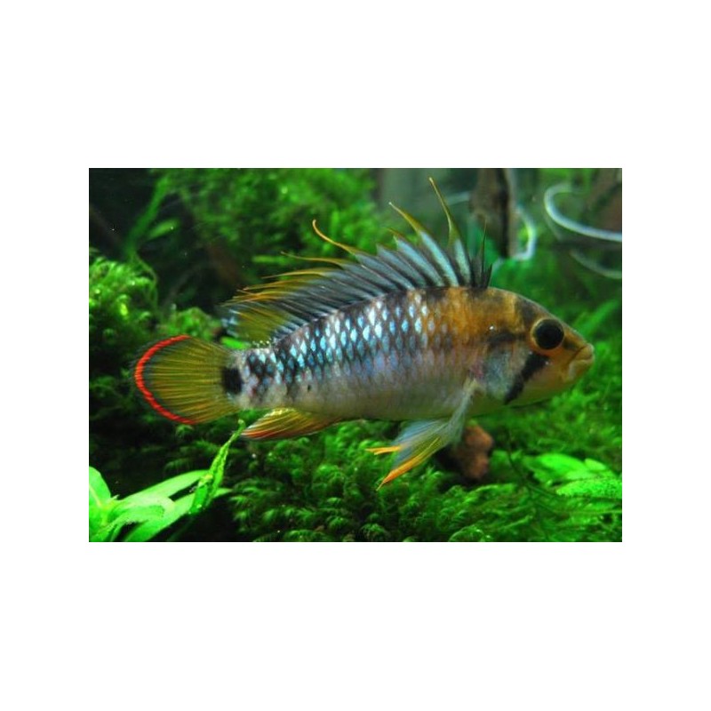 Apistogramma Baenschi Inka - immagine 2
