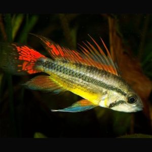 Apistogramma Cacatuoides double red ( coppia )