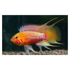 Apistogramma hongsloi red-gold