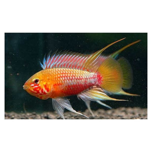 Apistogramma hongsloi red-gold - immagine 2