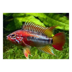 apistogramma viejita II
