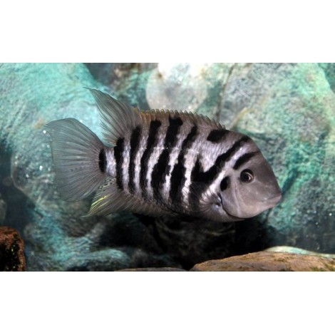 Cichlasoma nigrofasciatum - immagine 2