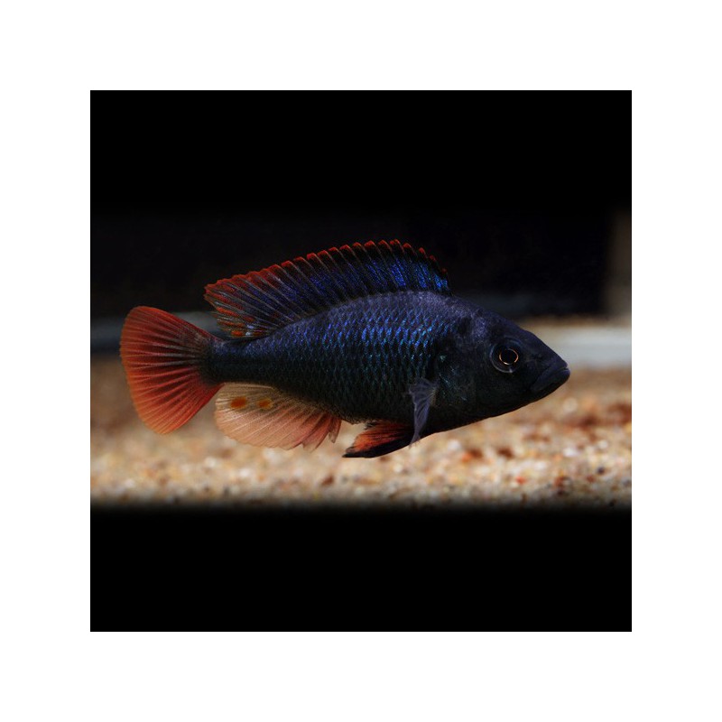 Astatotilapia nubila - immagine 2