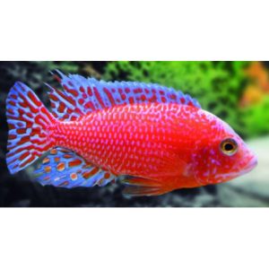 Aulonocara strawberry