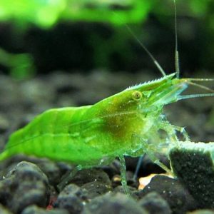 Caridina Babaulti green