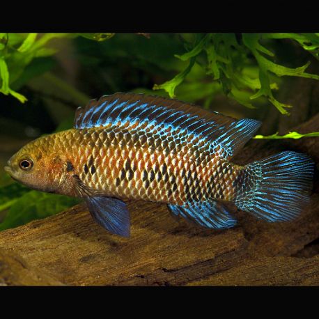 Badis Badis