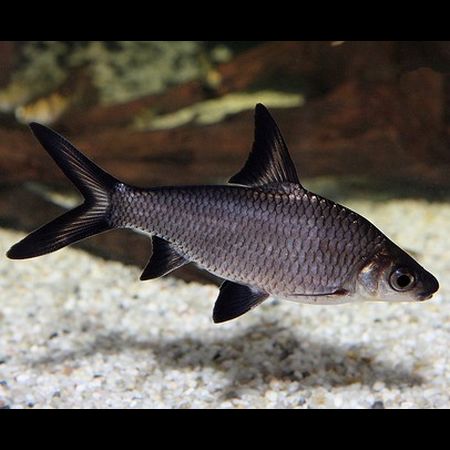 Balantiocheilos melanopterus - immagine 2