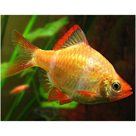 Barbus tetrazona albino