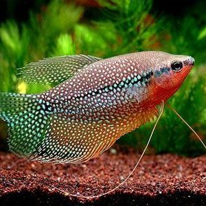 Trichogaster leeri