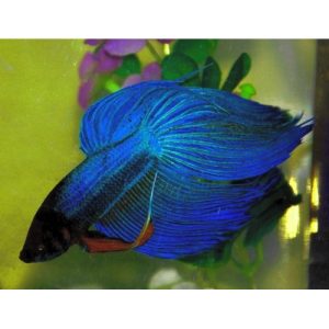 Betta splendens maschio blu