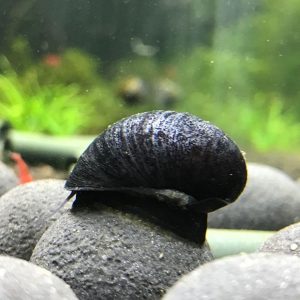 Neritina Black Helmet