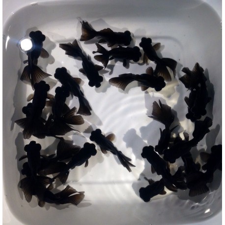 Black Moor - immagine 2