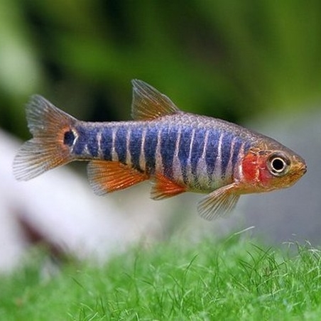 rasbora erythromicron
