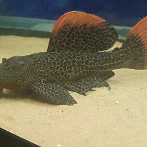 Pseudacanthicus leopard LDA007