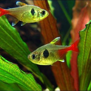 Hyphessobrycon roseus