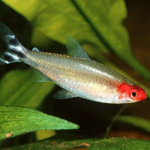 Hemigrammus Rhodostomus  (10) offerta