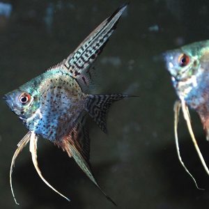 Pterophyllum scalare california