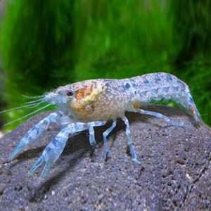 Cambarellus patzcuarensis blu