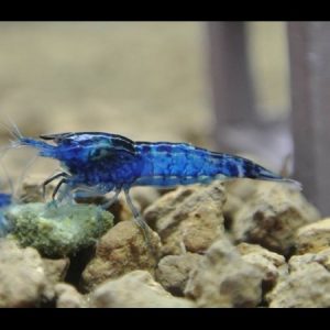 Caridina Blue Dream
