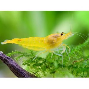 Neocaridina davidi yellow