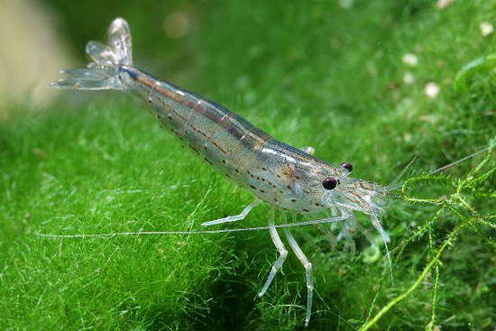 Caridina japonica (amano)