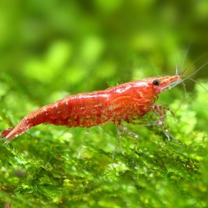 Neocaridina red cherry