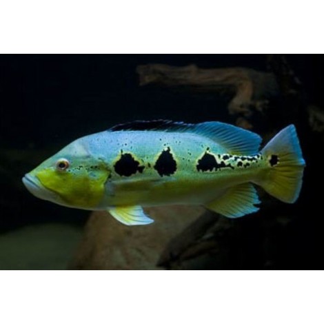 Cichla orinocensis - immagine 2