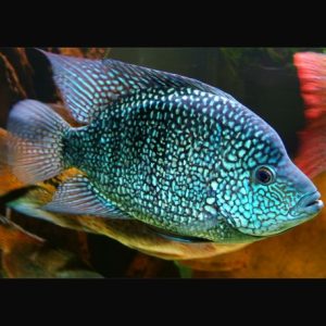 Herichthys carpintis