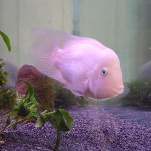 Cichlasoma Nigrofasciatum albino