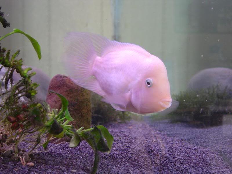 Cichlasoma Nigrofasciatum albino