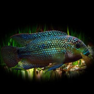 Cichlasoma octofasciatum