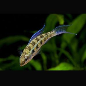 Crenicara filamentosa