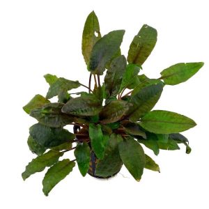 Cryptocoryne beckettii