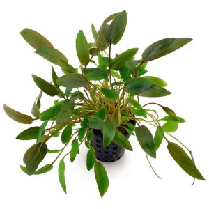 Cryptocoryne wendtii ( brown )