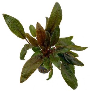 Cryptocoryne wendtii ‘Tropica’