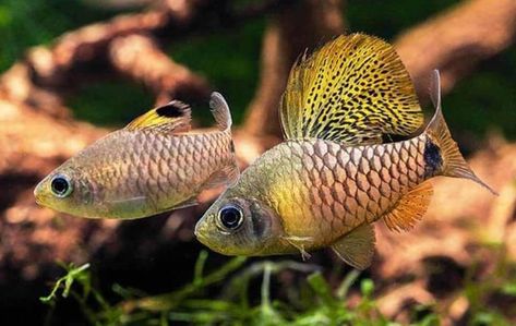 Oreichthys crenuchoides - immagine 2