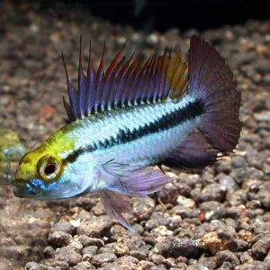 Apistogramma trifasciata