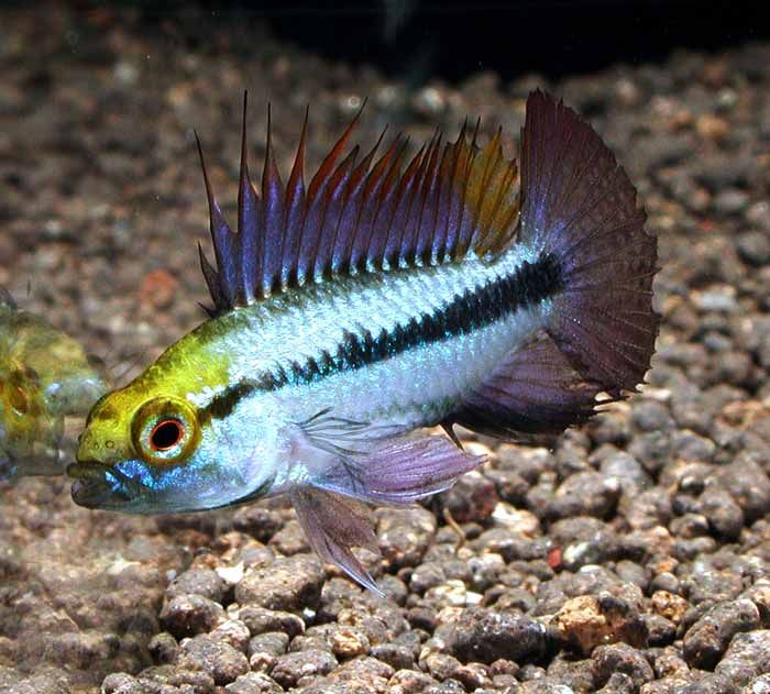 Apistogramma trifasciata - immagine 2