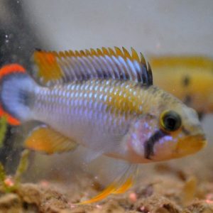 Apistogramma pandourini
