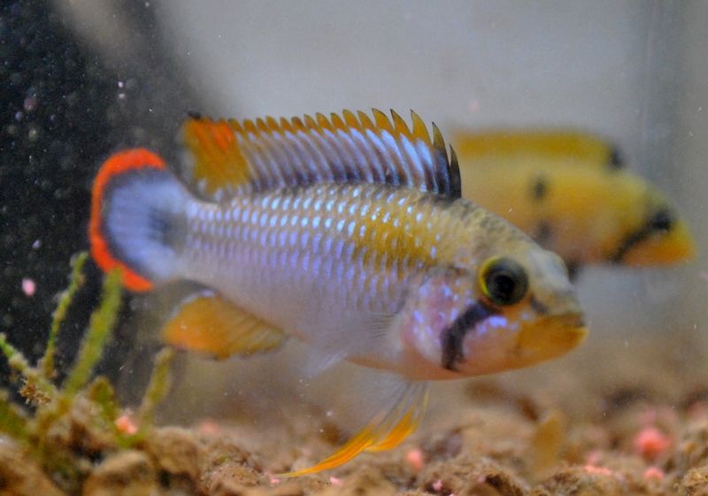 Apistogramma pandourini - immagine 2